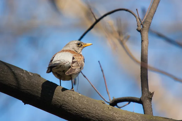 Fieldfare — Stock fotografie