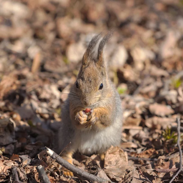 Squirrel — Stock Photo, Image