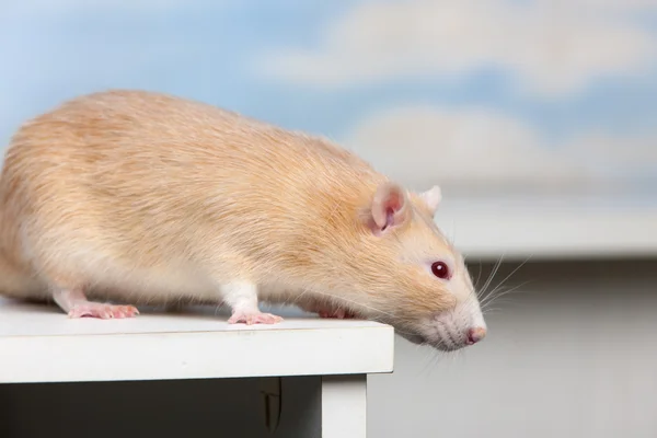 Czerwony szczur domowych — Zdjęcie stockowe