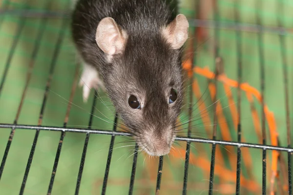 Retrato de rato doméstico — Fotografia de Stock