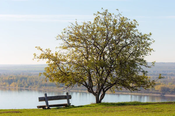 Скамейка и дерево — стоковое фото
