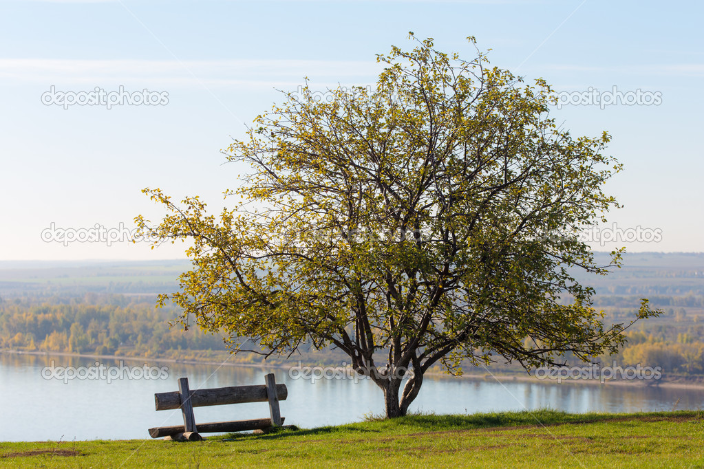 bench and a tree