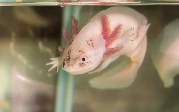 Axolotl im Wasser — Stockfoto