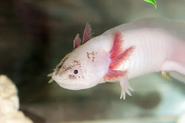 Πορτρέτο του axolotl — Φωτογραφία Αρχείου