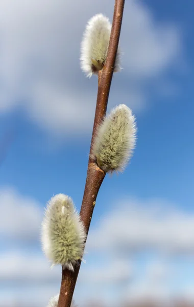 Salgueiro início da primavera — Fotografia de Stock