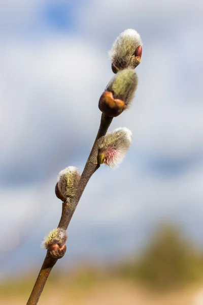 Salgueiro de primavera — Fotografia de Stock