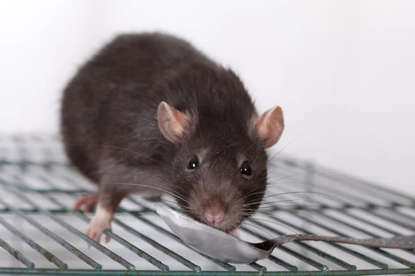 Czarny szczur domowych zjada jogurt — Zdjęcie stockowe