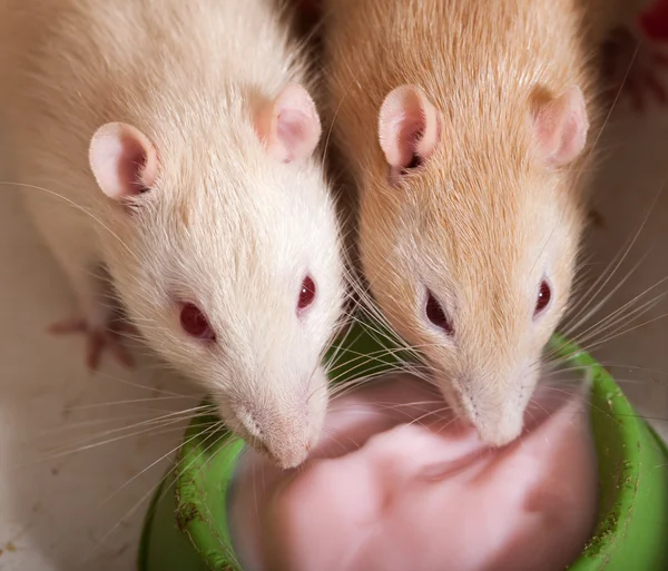 Ratas domésticas comiendo yogur —  Fotos de Stock