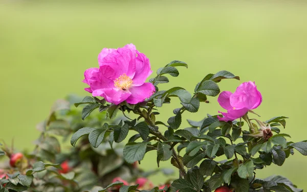 Dogrose in the summer — Stock Photo, Image