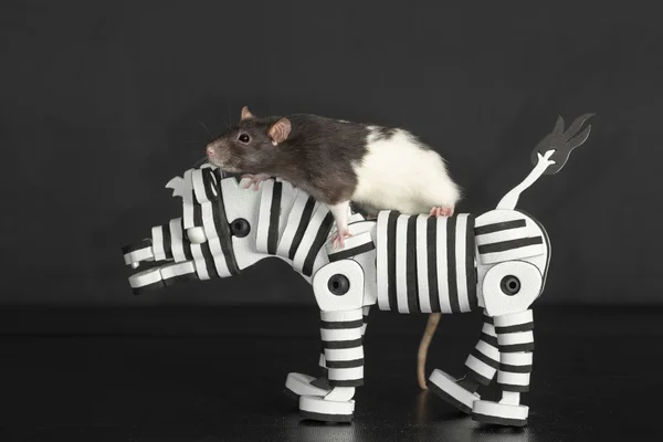 Råtta rider på leksak zebra — Stockfoto