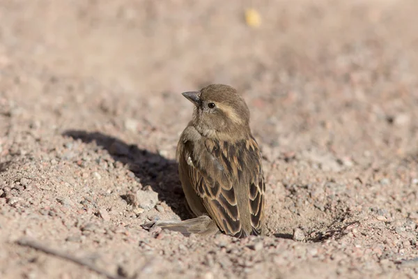 Sparrow on the sand — Stock Photo, Image