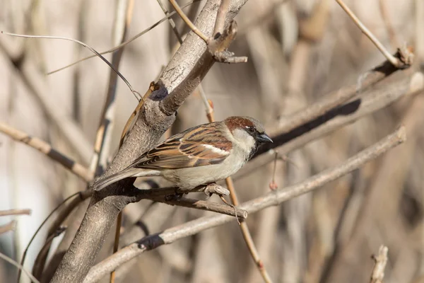 Sparrow on a branch — Stock Photo, Image