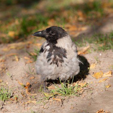karga closeup portresi