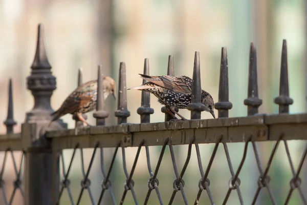 Two starling — Stock Photo, Image