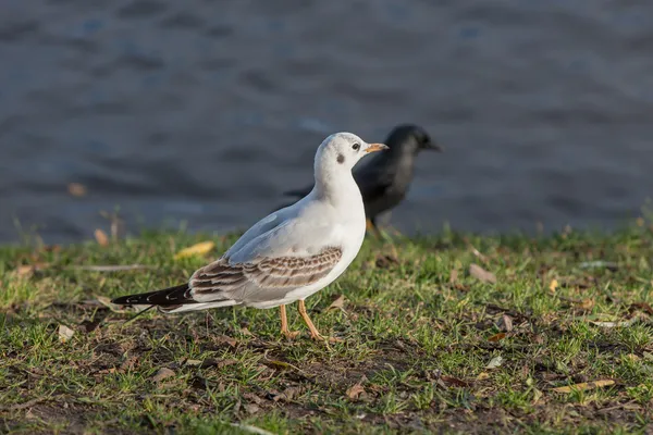 Weiß und Schwarz — Stockfoto