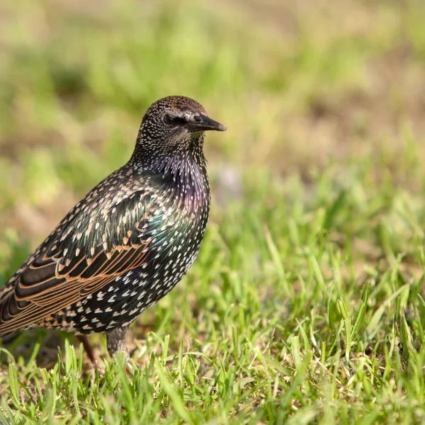 Starling portre — Stok fotoğraf