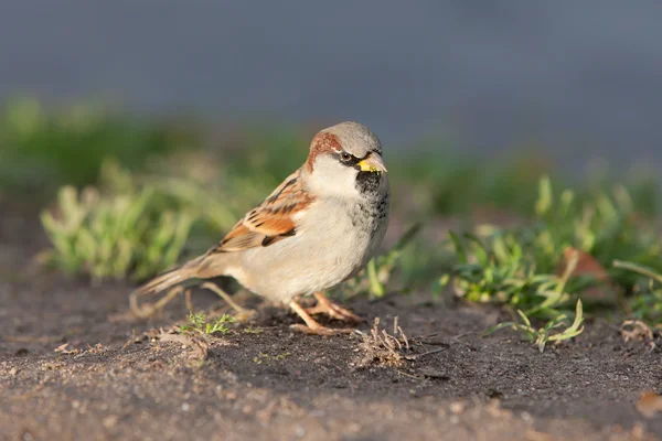 Portrait of sparrow — Stock Photo, Image