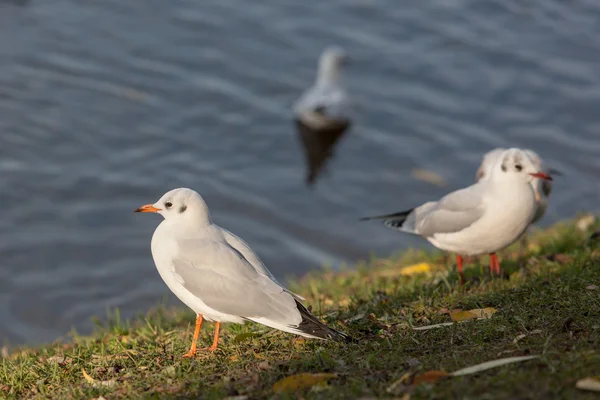 Möwen in Küstennähe — Stockfoto