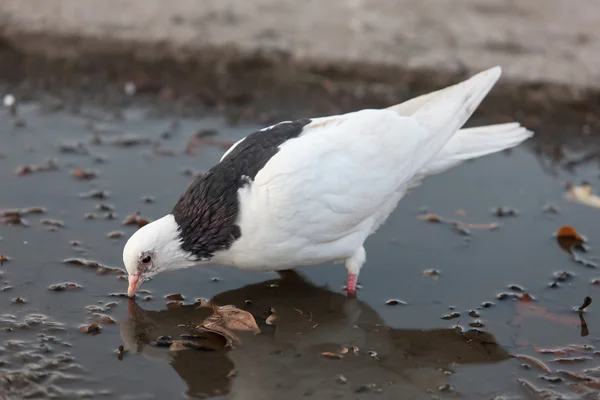 Weiße Taube trinkt Wasser — Stockfoto
