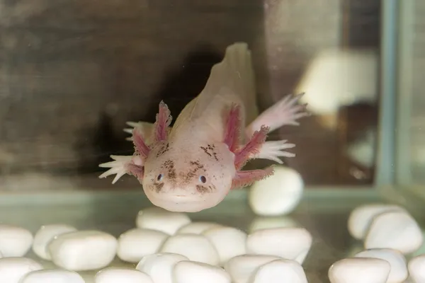 Axolotl в аквариуме — стоковое фото