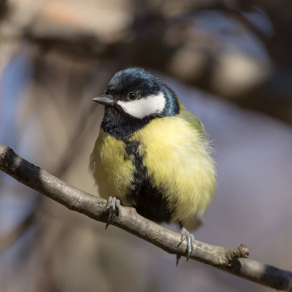 Porträtt — Stockfoto