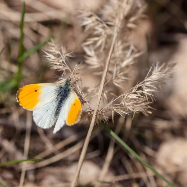 Gelber Schmetterling — Stockfoto
