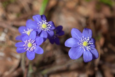 mantarı çiçek çiçeklenme