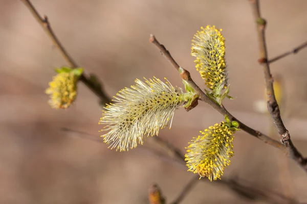 Willow blommar på våren — Stockfoto