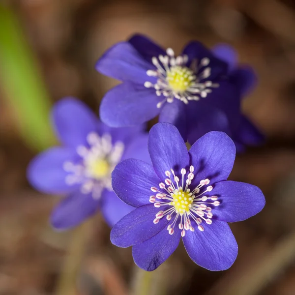Flores que florecen en la primavera —  Fotos de Stock