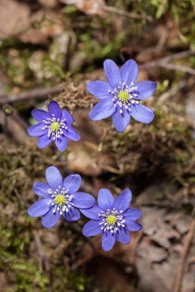 Flores azules de primavera —  Fotos de Stock