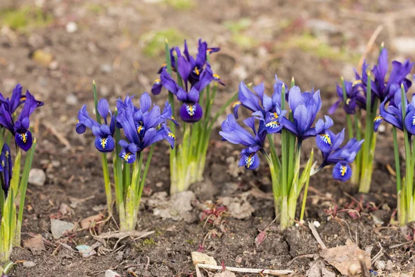 Blauwe irissen — Stockfoto