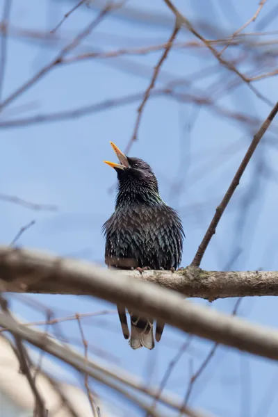 Starling singing on a tree — Stock Photo, Image