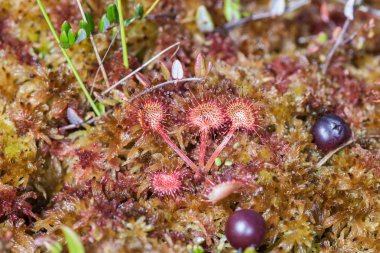 sundew bataklık üzerinde