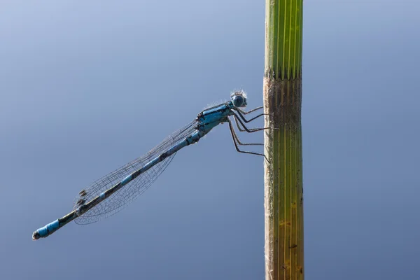 Kleine blauwe libel — Stockfoto