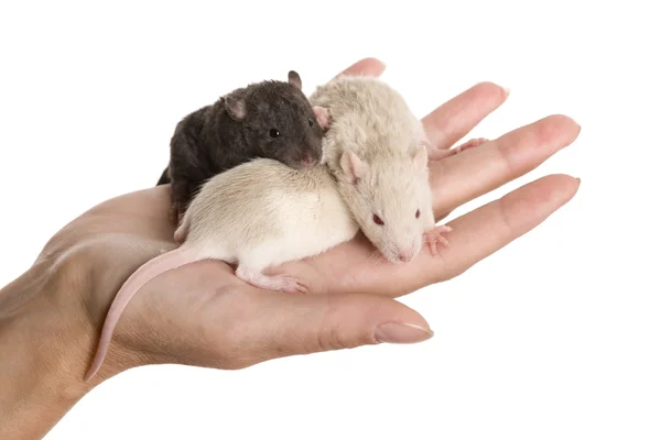 Tres ratas bebé en una palma —  Fotos de Stock