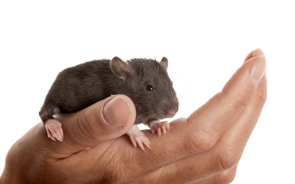 Svart spädbarn råtta — Stockfoto