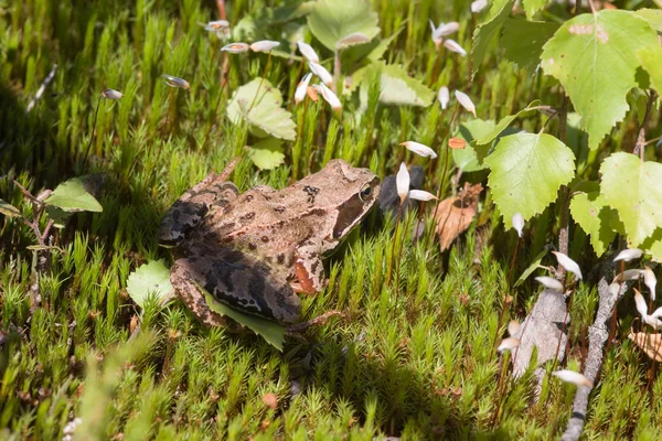 Toad on green moss — Stock Photo, Image