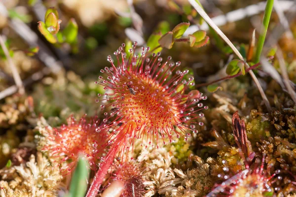 Beautiful sundew — Stock Photo, Image