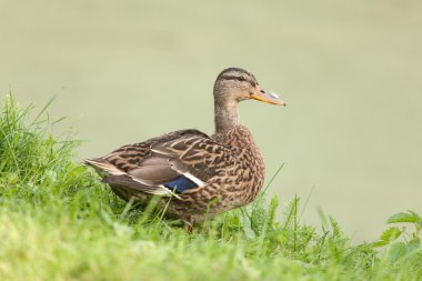 Otların arasında ördek