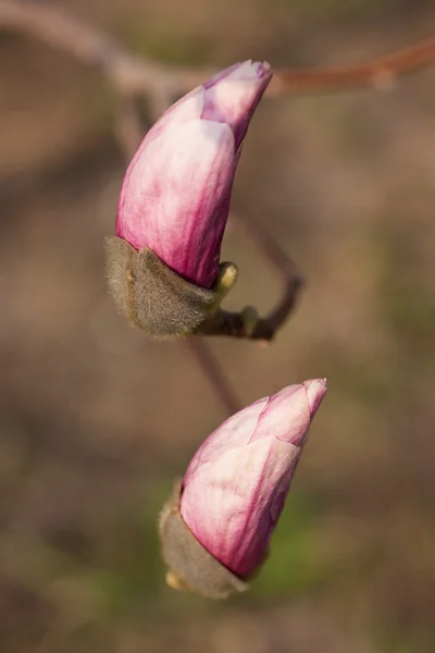 The beginning of spring — Stock Photo, Image