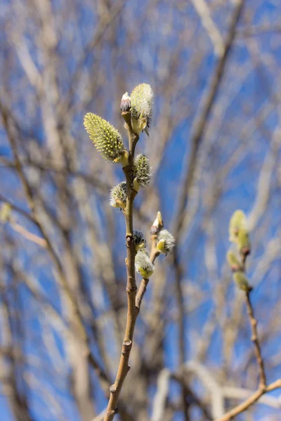 Flowering willow branches — Stock Photo, Image