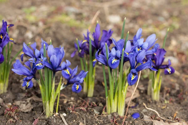 Blaue Schwertlilien im Frühling — Stockfoto