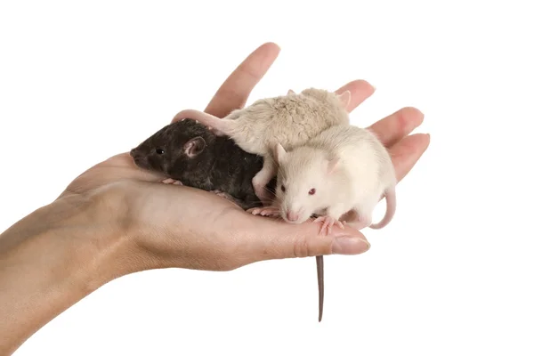 Drei Babyratten — Stockfoto