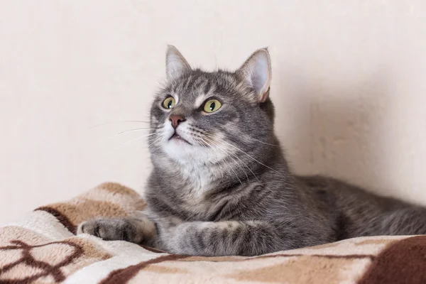 Retrato de gato doméstico — Foto de Stock