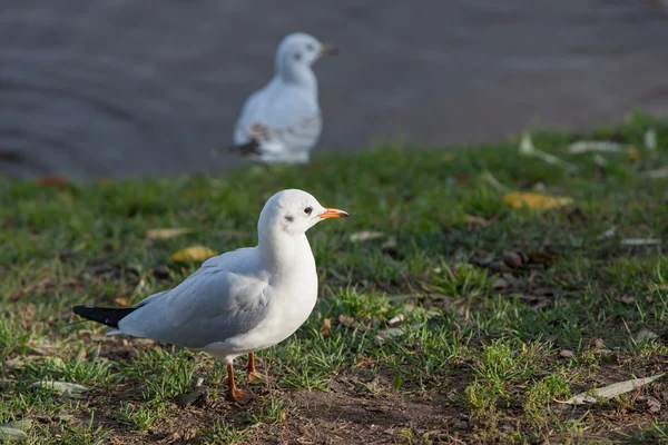 Duas gaivotas — Fotografia de Stock