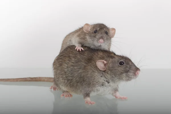 Two domestic rat — Stock Photo, Image