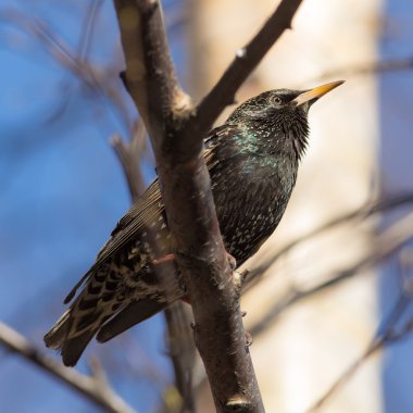 Starling şube portre üzerinde