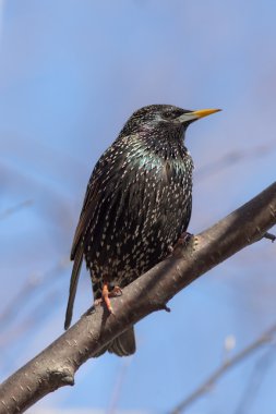 Starling portre