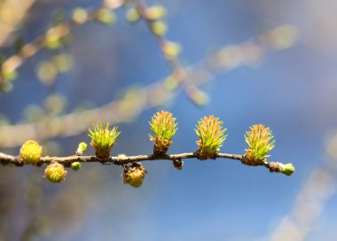 Karaçam ağacı dalı
