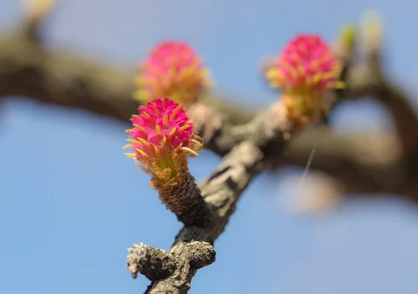 Larch blooming closeup — Stock Photo, Image